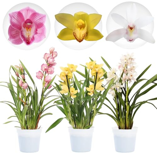 Rosa-Gelb-Weiß Mix von Cymbidium Orchideen, 3 große Zimmerpflanzen aus Holland, 60-70 cm hoch, mit Blüten und duftend (keine künstliche Orchidee, ohne Dünger und Topf, kein Samen und nicht winterhart)
