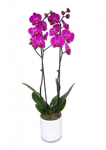 Orquídea Alevilla Fucsia PREMIUM Planta de Interior Natural Flores Moradas