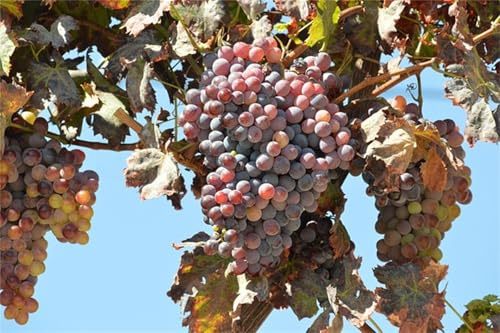 Weintrauben Kernlos Winterhartes, Trauben Kernlos, Garten Tafeltraube, Elegante, Das Bunt Gemischte, Exklusive, Winterhart Traubenwurzel, -2 Weinreben -F