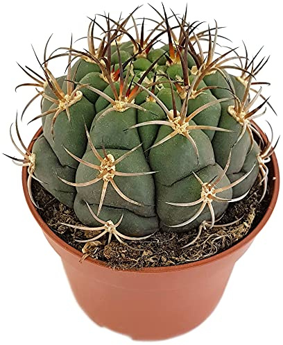 Fangblatt - Gymnocalycium saglionis - breitkugeliger Kaktus Ø 10 cm Topf - pflegeleichte Zimmerpflanze