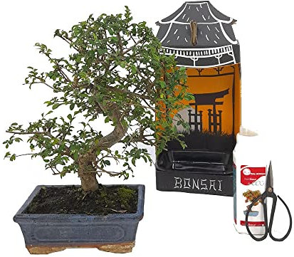 PACK INICIACIÓN BONSAI NATURAL DE INTERIOR DE ZELKOVA 8 AÑOS INCLUYE TIJERAS 120MM Y ABONO ECO