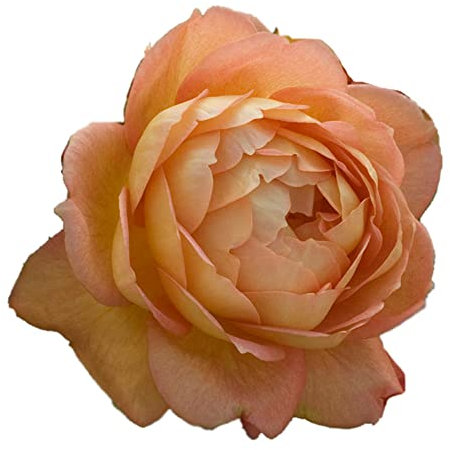 Lady Of Shallot®, rosa viva di Rose Barni®, rosa in vaso English Roses®, fiori grandi a coppa, profumati, colore arancio rame e giallo, cod. 71162