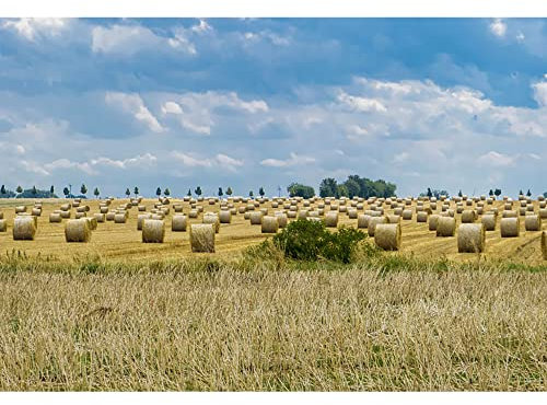Aoihrraan 2,2x1,5m Farm Haystack Backdrop Western Rural Farmland Field Hay Bales Autumn Harvest Photography Background Thanksgiving Theme Party Cowboy Birthday Decoration Portrait Photo Studio Props