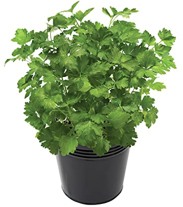 Perejil Natural Planta Perenne de Uso Culinario