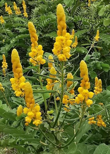 20 Samen der Geheimblume, Mocote (Senna Alata)