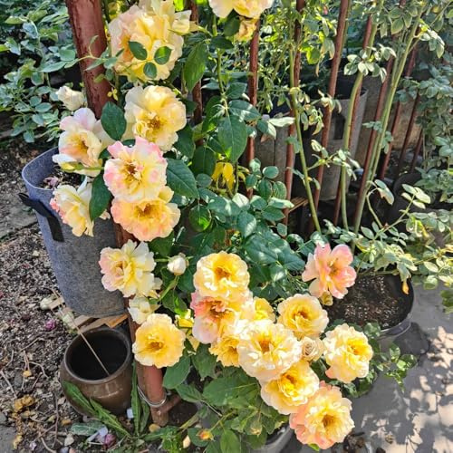 rosenbaumsamen, garten, für balkon kletterrosen mehrjährig, winterharte, 150pcs