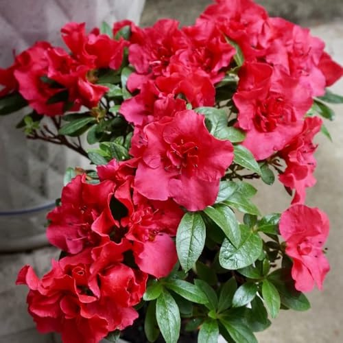 rododendro di bonsái di interni esotici estate reale ufficio bonsái interni semi organici trepadora azalea, resistenti 25pcs