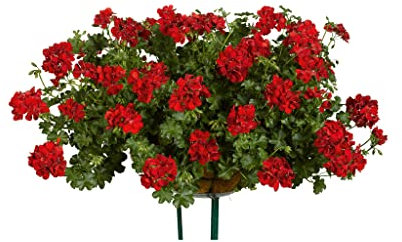 Trailing Geranium Ruby- 6 Starter Plants-Geraniums .Fantastic for Hanging Baskets, Plug Plants. Summer is here! Plants Online.