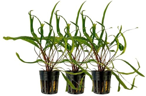 AquaOne Aquarium Pflanze 3 Stück Cryptocoryne balansae Rosette Aquascaping | Wasserpflanze Aquariumpflanze, voll durchwurzelt einfach pflegeleicht, Dekoration