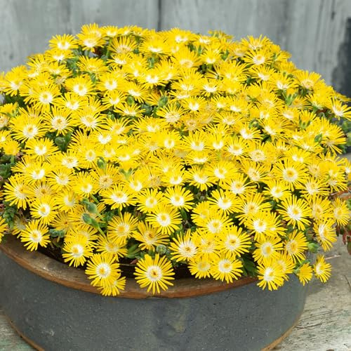 Vivai le Georgiche - Pianta vera di Delosperma cooperi Suntropics Yellow - vaso Ø 14 cm
