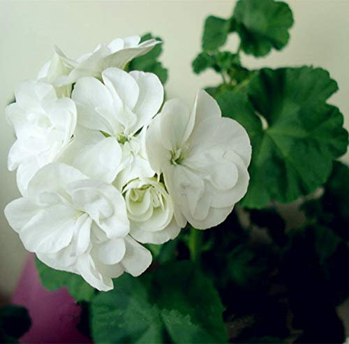 Kalash New 20 Pcs Geranium Apple Blossom Flower Seeds for Gardening White