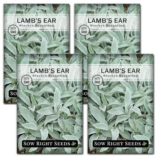 Sow Right Seeds - Lambs Ear Seeds for Planting - Non-GMO Heirloom Packet with Instructions to Grow an Outdoor Flower Garden - Wooly Silver Leaves, Perennial Foliage - Stachys for Rock Gardens (4)
