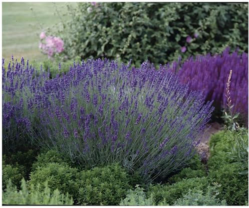 Stauden Gänge 10 x Lavandula angustifolia 'Essence Purple' Echter Lavendel | Purpurne Staude für Sonne, Blüte Juli bis August, mehrjährig, 9x9 cm Topf