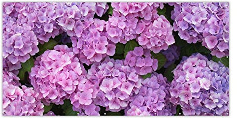 MuchoWow® Balkon Sichtschutz Sichtschutzmatte Balkonbanner Abdeckung für Terrasse Balkon Windschutz Blickdicht Wetterfest 300x130 cm Blumen - Hortensie - Strauch - Rosa - Blütenblätter