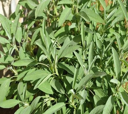 60 Stück Salbei-Pflanzensamen