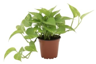 Planta Natural DECOALIVE Potho Colgante Perfecta para Decoración de Interior Moderna