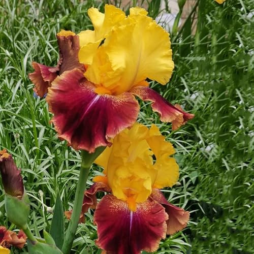 Semillas de iris, Iris tectorum, jardín Los lirios son perennes resistentes, exóticas Las de jardín de rocas son resistentes. 250pcs