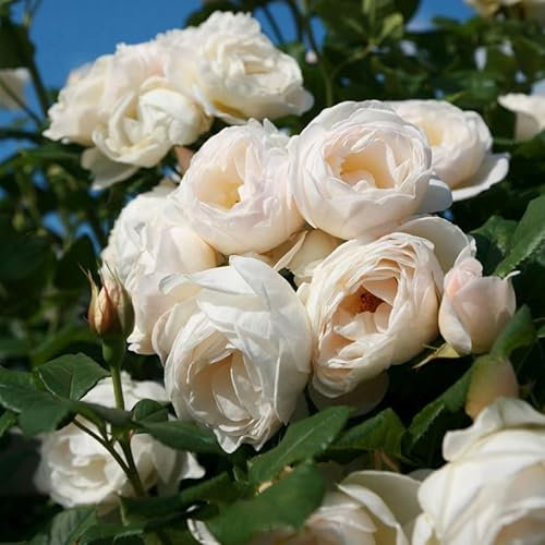 Kletterrose „Uetersener Klosterrose (Premium) - cremeweiß blühende Topfrose im 6 L Topf - frisch aus der Gärtnerei - Pflanzen-Kölle Gartenrose