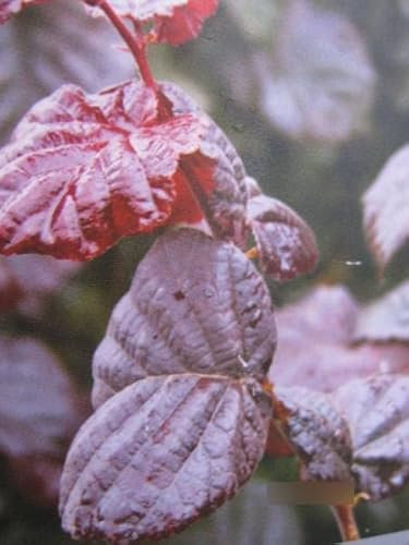 Rotblättrige Schirm-Haselnuss - Corylus avellana Purple Umbrella - 40cm Ministamm