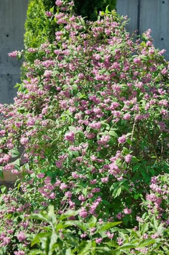 Deutzia 'Strawberry Fields' 40-60 cm – Winterhart, Mehrjährig, Pflegeleicht – Maiblumenstrauch – Zierstrauch für Beet & Hecke