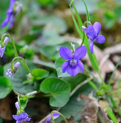 Duftveilchen - Viola odorata