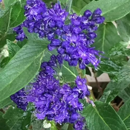 Plant Theory Heavenly Blue Bluebeard Caryopteris x Clandonensis Shrub Plant 2L Pot