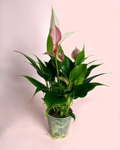 PUR PLANT Anthurium Rosa Lilly Pink Mini | Planta de Interior con Flor Rosa Decorativa | Maceta de Ø7 cm