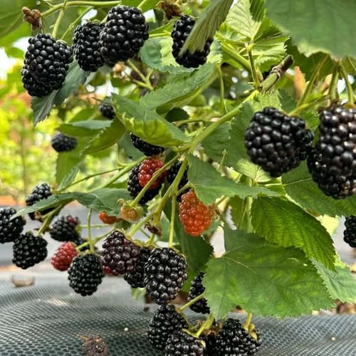 Semillas de mora, semillas orgánicas Rubus fruticosus, de balcón resistentes comprar 50pcs