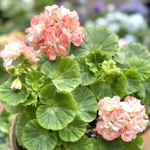 geranio di ufficio semi biologici del balcone sul balcone semi autunno, 40pcs