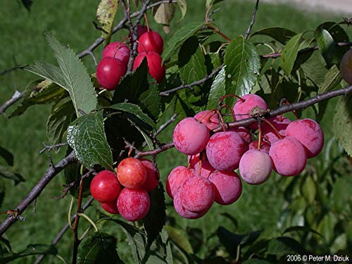 14-18 Tall American Plum Tree, Prunus Americana (Wild Plum) 1-2 Year Old Plant