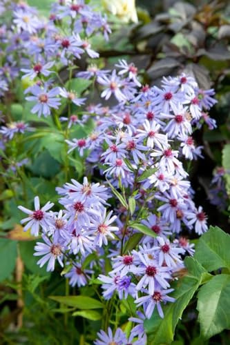 Aster cordifolius 'Blue Heaven' 11 cm Topf – Winterhart, Mehrjährig, Pflegeleicht – Herzblatt-Aster – Staude für Beet & Rabatte