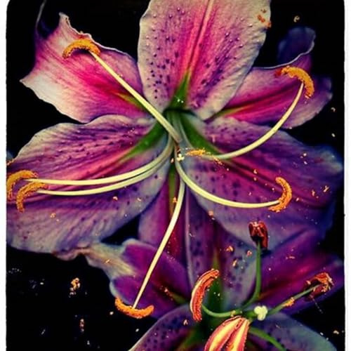 Lilium,Lirio blanco/naturales/Embellecer el entorno,Horticultura,Decoración Del jardín.-2Pcs-A