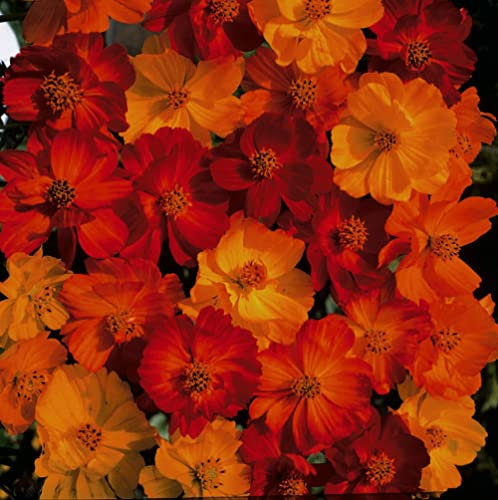 Cosmos Seeds sulphureus 'Polidor' Half-Hardy Annual Semi-Double Orange Yellow Blooms Easy to Grow Your Own Edible Garden Flowers 1x Packet (Approx. 100 Seeds) by Thompson and Morgan