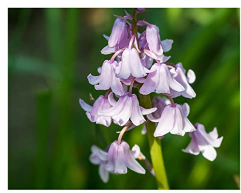 10x Spanish Bluebell Pink Bulbs Hyacinthoides Hispanica Early Spring Flowering Bell Shape Hardy Flower Ready to Plan Now