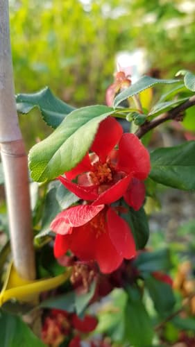Chaenomeles x superba 'Crimson and Gold' / Cognassier du Japon rouge/Conteneur de 7 à 10 litres