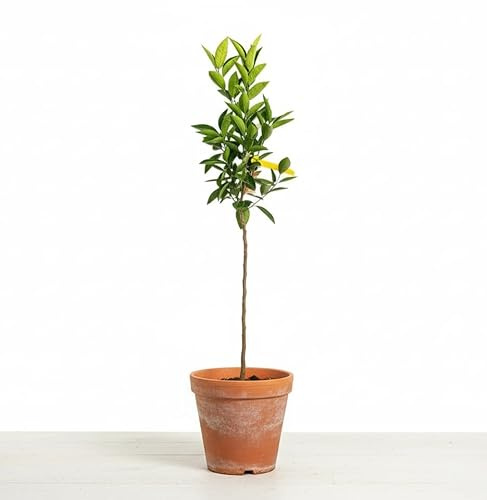 Garden Center Shop | Mandarino Clementino TB20 120–150 cm | Árbol Frutal Cítrico de Alta Producción | Frutos Dulces y Fáciles de Pelar | Ideal Jardines y Huertos Urbanos