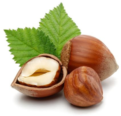 Kentish Cobnut Tree, 1 x Large Plant in a 10 Litre Pot, 1.2-1.4 Metre Height, Kentish Cobnuts, Garden Ready, Ready to Plant, Premium Quality Nut Trees