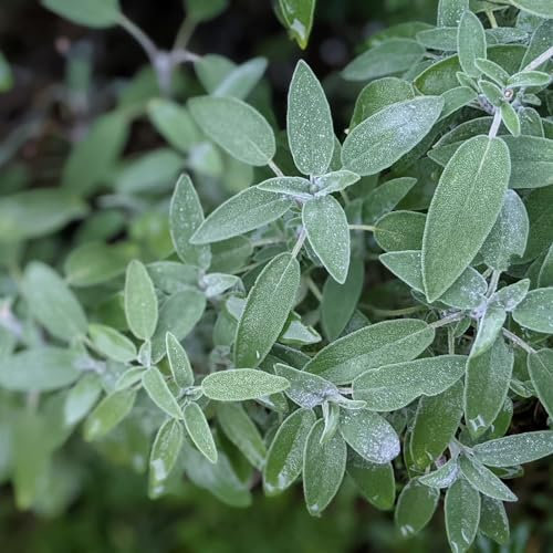 Carbeth Plants - Herb Plants - Grow Your Own Herb Garden - Sage Plant in 14cm Pot - Broad Leafed Variety for Culinary Use