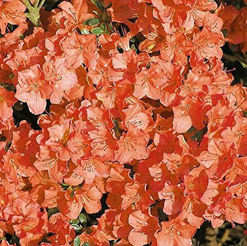 Japanische Azalee Satschiko 15-20cm - Rhododendron obtusum - Alpenrose - lebende Gartenpflanze aus den Baumschulen