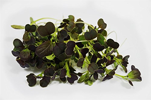 JustSeed - Microgreens - Baby Leaves - Pak Choi Purple Rain F1-25 Grams Seeds