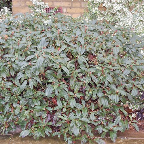 1 x Im Topf gewachsener, winterharter, immergrüner Strauch Viburnum 'Davidii' für den Garten.