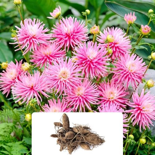 1 Dahlia Park Princess – Vibrant Pink Blooms for Stunning Garden Displays – Ideal for Pots – Grown for UK Climate Conditions