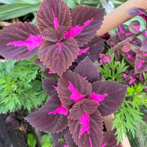 semi di shiso - balcone esterni resistenti regali giardino selvatici 800pcs