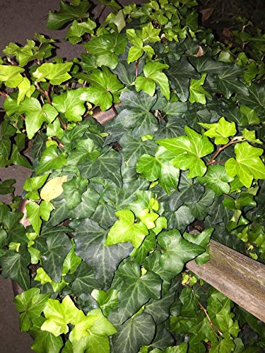 Germinazione dei Semi: 5 (6 Pollici Pezzi) Hiedra verde sólida: Semillas