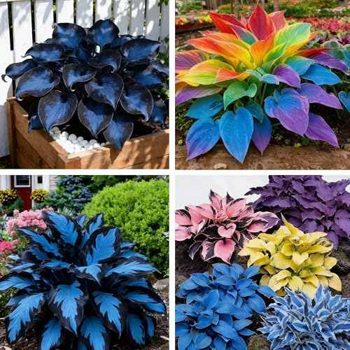 Hosta Seeds for Planting, 110+ Mixed Color Perennial Rare Hosta Seed, Heirloom Non-GMO Hosta Seeds for Bonsai Decoration, Home Garden