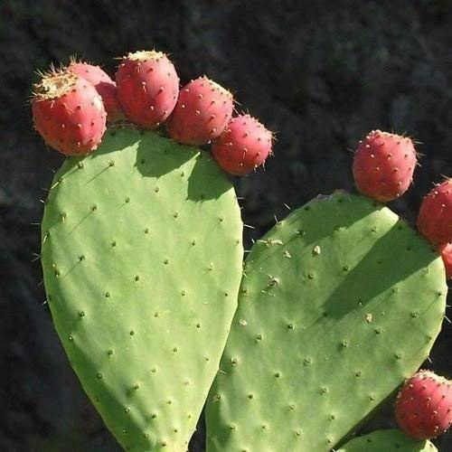 Indian Abb Feigenkaktus Samen (Opuntia ficus-indica) 20 + Seeds
