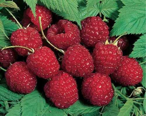 2 Nova Red Raspberry Plants -Super Sweet (2 Lrg 2 Yrs Bare Root Canes) Zone 3-9