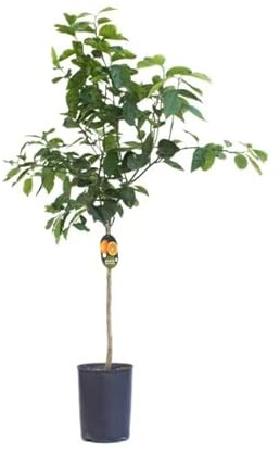 DECOALIVE Árbol Naranjero Grande Planta Natural Que Genera Naranjas Naranjo Fruta Dulce