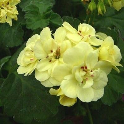 100pcs Yellow Ivy Geranium Flower Seeds