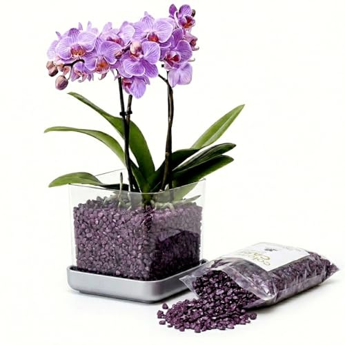 Colomi Care Orchideentopf Set transparent + 1 L Orchideengranulat (Flieder) – sauberes Pflanzsystem mit Wurzel- & Feuchtigkeitskontrolle